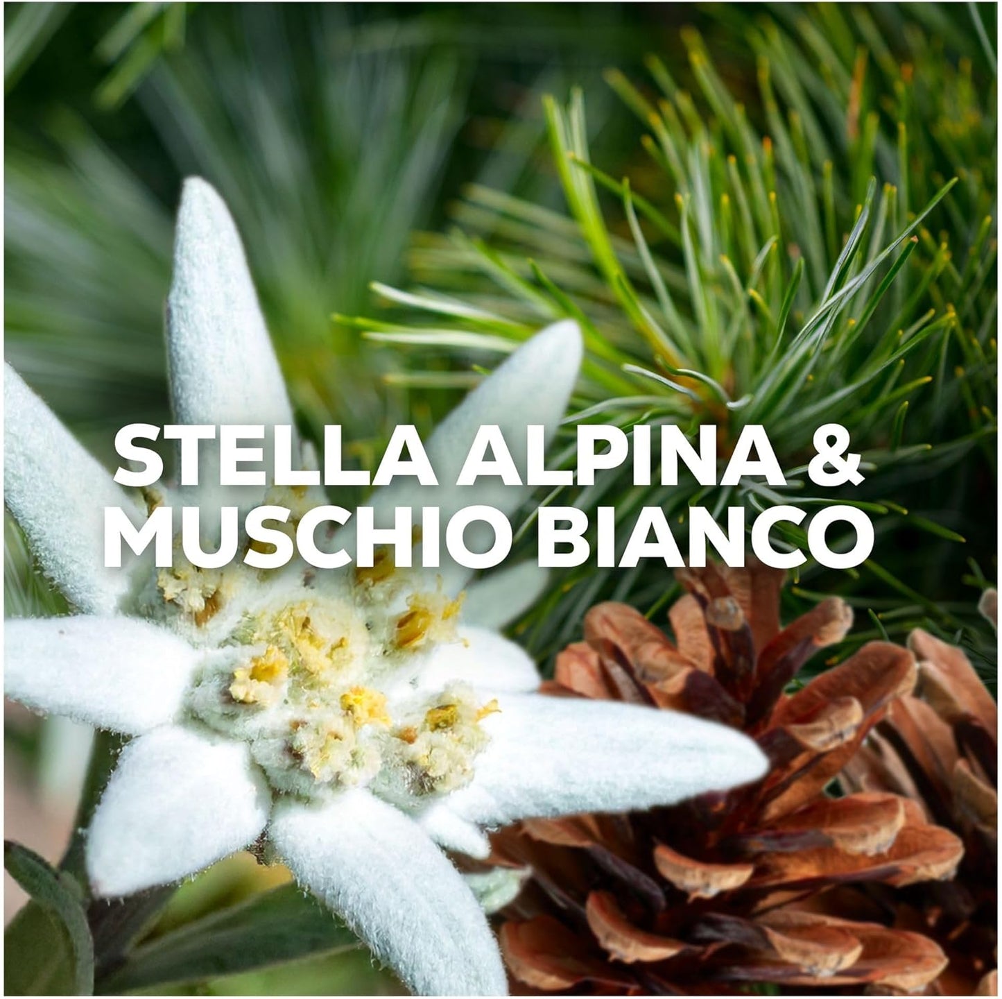 Lenor Cortina Essenze d'Italia 87 Lavaggi 1,827L | Ammorbidente Champions Edition Stella Alpina e Muschio Bianco