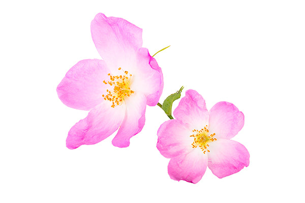 I Provenzali Contorno Occhi Biologico Rosa Mosqueta 15 ml | Idratante e Antiborse | Con Acido Ialuronico Vegetale | 100% Vegan per Pelli Sensibili