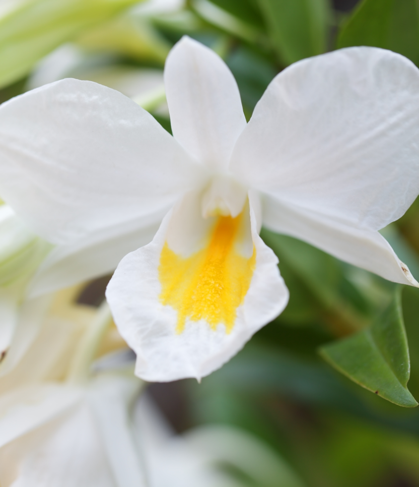 Clèo Fiori di Vaniglia e Burro di Karité Bagnodoccia Vellutante 750ml – Rituale di Benessere Anti-Stress